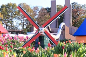木曽三川公園センター、アイスチューリップ、1月冬の花、岐阜県海津市の観光・撮影スポットの画像と写真