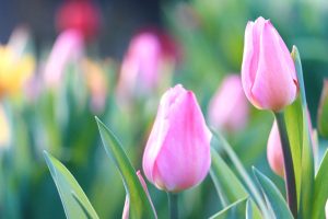 木曽三川公園センター、アイスチューリップ、1月冬の花、岐阜県海津市の観光・撮影スポットの画像と写真