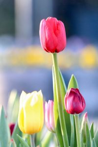 木曽三川公園センター、アイスチューリップ、1月冬の花、岐阜県海津市の観光・撮影スポットの画像と写真