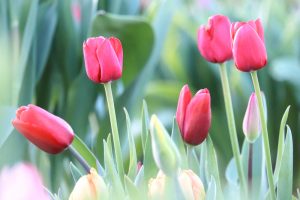 木曽三川公園センター、アイスチューリップ、1月冬の花、岐阜県海津市の観光・撮影スポットの画像と写真