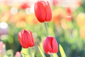 木曽三川公園センター、アイスチューリップ、1月冬の花、岐阜県海津市の観光・撮影スポットの画像と写真