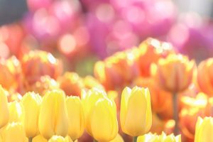 木曽三川公園センター、アイスチューリップ、1月冬の花、岐阜県海津市の観光・撮影スポットの画像と写真