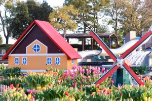 木曽三川公園センター、アイスチューリップ、1月冬の花、岐阜県海津市の観光・撮影スポットの画像と写真