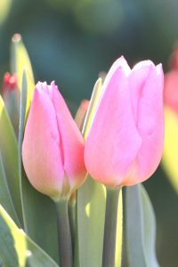 木曽三川公園センター、アイスチューリップ、1月冬の花、岐阜県海津市の観光・撮影スポットの画像と写真