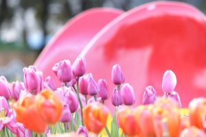 木曽三川公園センター、アイスチューリップ、1月冬の花、岐阜県海津市の観光・撮影スポットの画像と写真