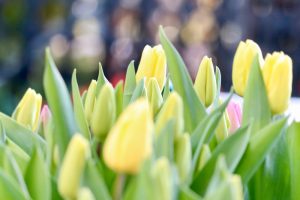 木曽三川公園センター、アイスチューリップ、1月冬の花、岐阜県海津市の観光・撮影スポットの画像と写真