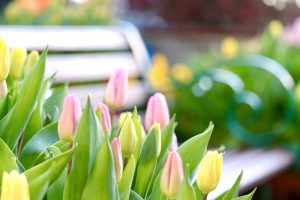 木曽三川公園センター、アイスチューリップ、1月冬の花、岐阜県海津市の観光・撮影スポットの画像と写真