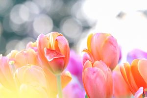 木曽三川公園センター、アイスチューリップ、1月冬の花、岐阜県海津市の観光・撮影スポットの画像と写真