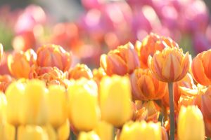 木曽三川公園センター、アイスチューリップ、1月冬の花、岐阜県海津市の観光・撮影スポットの画像と写真