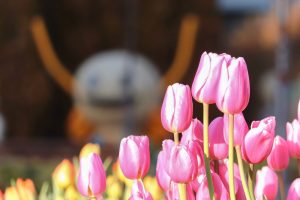 木曽三川公園センター、アイスチューリップ、1月冬の花、岐阜県海津市の観光・撮影スポットの画像と写真