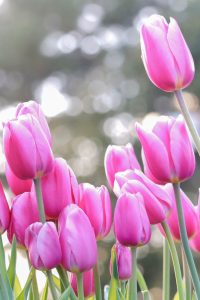 木曽三川公園センター、アイスチューリップ、1月冬の花、岐阜県海津市の観光・撮影スポットの画像と写真