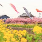 免々田川：菜の花・河津桜まつり、2月春の花、愛知県田原市の観光・撮影スポットの画像と写真