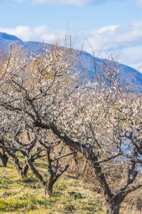 南濃梅園、2月春の花、岐阜県海津市の観光・撮影スポットの画像と写真