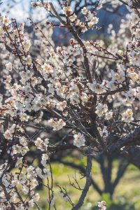 南濃梅園、2月春の花、岐阜県海津市の観光・撮影スポットの画像と写真
