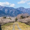 南濃梅園、2月春の花、岐阜県海津市の観光・撮影スポットの画像と写真