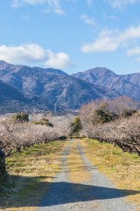 南濃梅園、2月春の花、岐阜県海津市の観光・撮影スポットの画像と写真