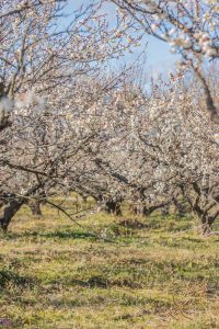 南濃梅園、2月春の花、岐阜県海津市の観光・撮影スポットの画像と写真