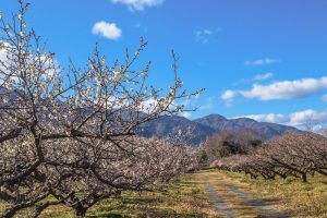 南濃梅園、2月春の花、岐阜県海津市の観光・撮影スポットの画像と写真