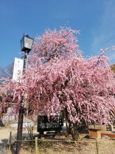 岡崎天満宮、しだれ梅、2月の春の花、愛知県岡崎市の観光・撮影スポットの画像と写真