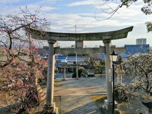 岡崎天満宮、しだれ梅、2月の春の花、愛知県岡崎市の観光・撮影スポットの画像と写真