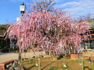 岡崎天満宮、しだれ梅、2月の春の花、愛知県岡崎市の観光・撮影スポットの画像と写真