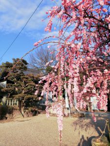 岡崎天満宮、しだれ梅、2月の春の花、愛知県岡崎市の観光・撮影スポットの画像と写真