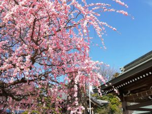 岡崎天満宮、しだれ梅、2月の春の花、愛知県岡崎市の観光・撮影スポットの画像と写真