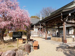 岡崎天満宮、しだれ梅、2月の春の花、愛知県岡崎市の観光・撮影スポットの画像と写真
