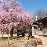岡崎天満宮、しだれ梅、2月の春の花、愛知県岡崎市の観光・撮影スポットの画像と写真