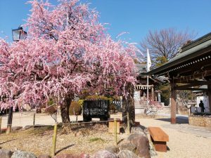 岡崎天満宮、しだれ梅、2月の春の花、愛知県岡崎市の観光・撮影スポットの画像と写真