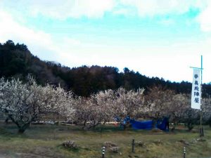 奥殿陣屋、梅、２月の春の花、愛知県岡崎市の観光・撮影スポット