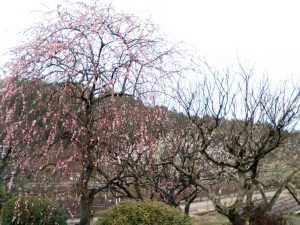 奥殿陣屋、梅、２月の春の花、愛知県岡崎市の観光・撮影スポット