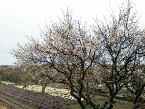 奥殿陣屋、梅、２月の春の花、愛知県岡崎市の観光・撮影スポット