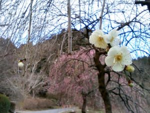 奥殿陣屋、梅、２月の春の花、愛知県岡崎市の観光・撮影スポット