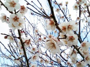 奥殿陣屋、梅、２月の春の花、愛知県岡崎市の観光・撮影スポット