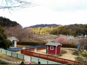 奥殿陣屋、梅、２月の春の花、愛知県岡崎市の観光・撮影スポット