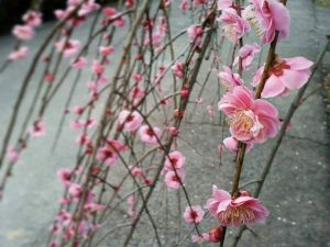 奥殿陣屋、梅、２月の春の花、愛知県岡崎市の観光・撮影スポット