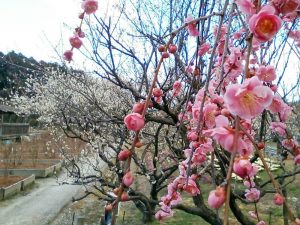 奥殿陣屋、梅、２月の春の花、愛知県岡崎市の観光・撮影スポット