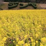 奥殿陣屋、菜の花、２月の春の花、愛知県岡崎市の観光・撮影スポット