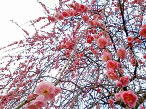 奥殿陣屋、梅、２月の春の花、愛知県岡崎市の観光・撮影スポット