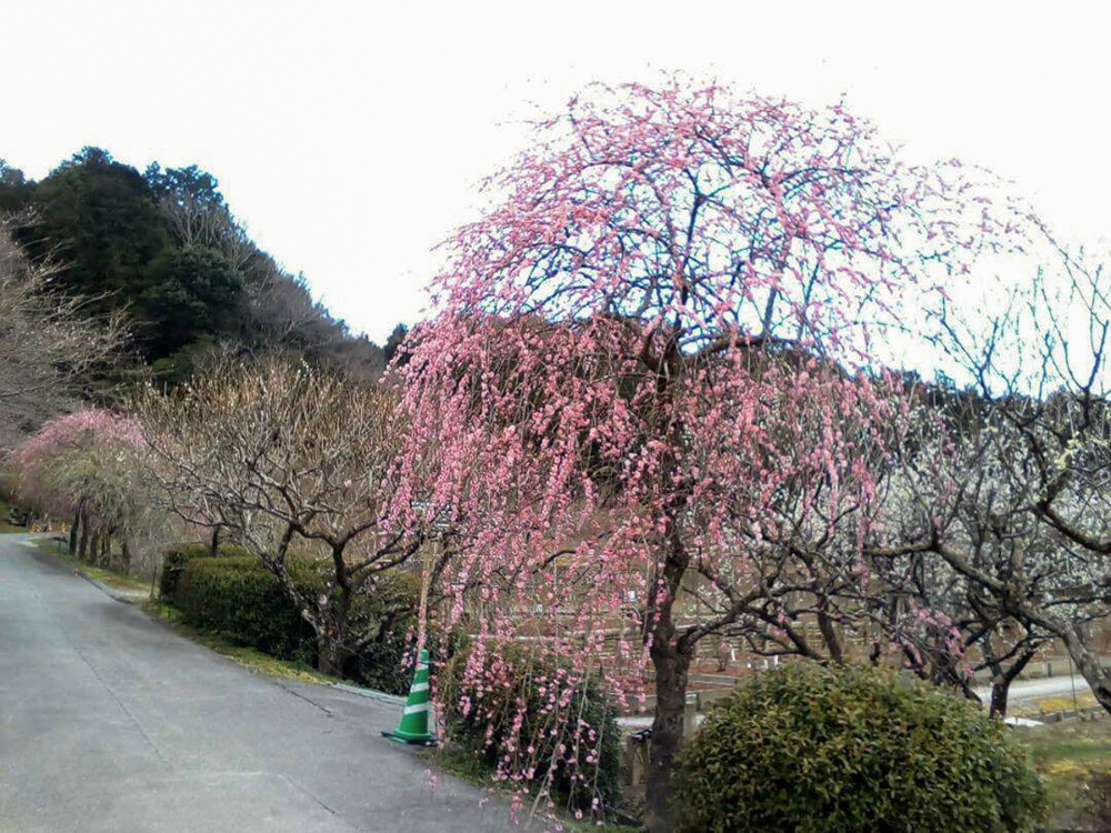 奥殿陣屋、梅、２月の春の花、愛知県岡崎市の観光・撮影スポット