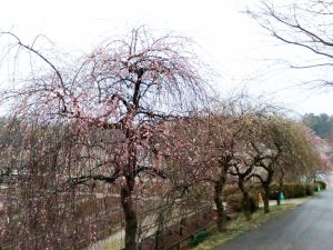奥殿陣屋、梅、２月の春の花、愛知県岡崎市の観光・撮影スポット