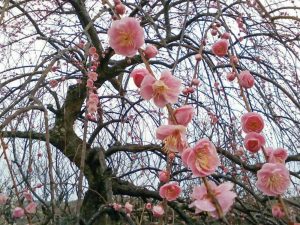 奥殿陣屋、梅、２月の春の花、愛知県岡崎市の観光・撮影スポット