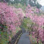 大縣神社、梅園、2月の春の花、愛知県犬山市の観光・撮影スポットの画像と写真