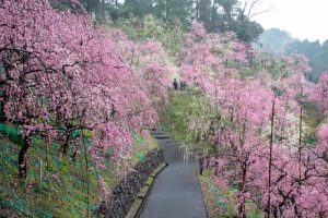 大縣神社、梅園、2月の春の花、愛知県犬山市の観光・撮影スポットの画像と写真