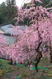 大縣神社、梅園、2月の春の花、愛知県犬山市の観光・撮影スポットの画像と写真