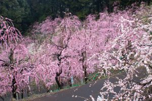 大縣神社、梅園、2月の春の花、愛知県犬山市の観光・撮影スポットの画像と写真