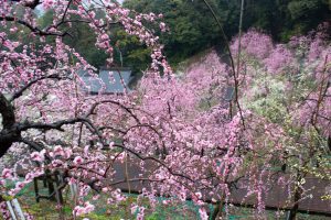 大縣神社、梅園、2月の春の花、愛知県犬山市の観光・撮影スポットの画像と写真
