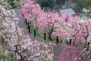 大縣神社、梅園、2月の春の花、愛知県犬山市の観光・撮影スポットの画像と写真
