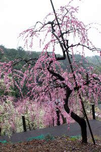 大縣神社、梅園、2月の春の花、愛知県犬山市の観光・撮影スポットの画像と写真